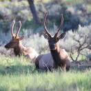 箱子里的猫在厨房