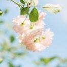 晶莹剔透兔兔宝宝