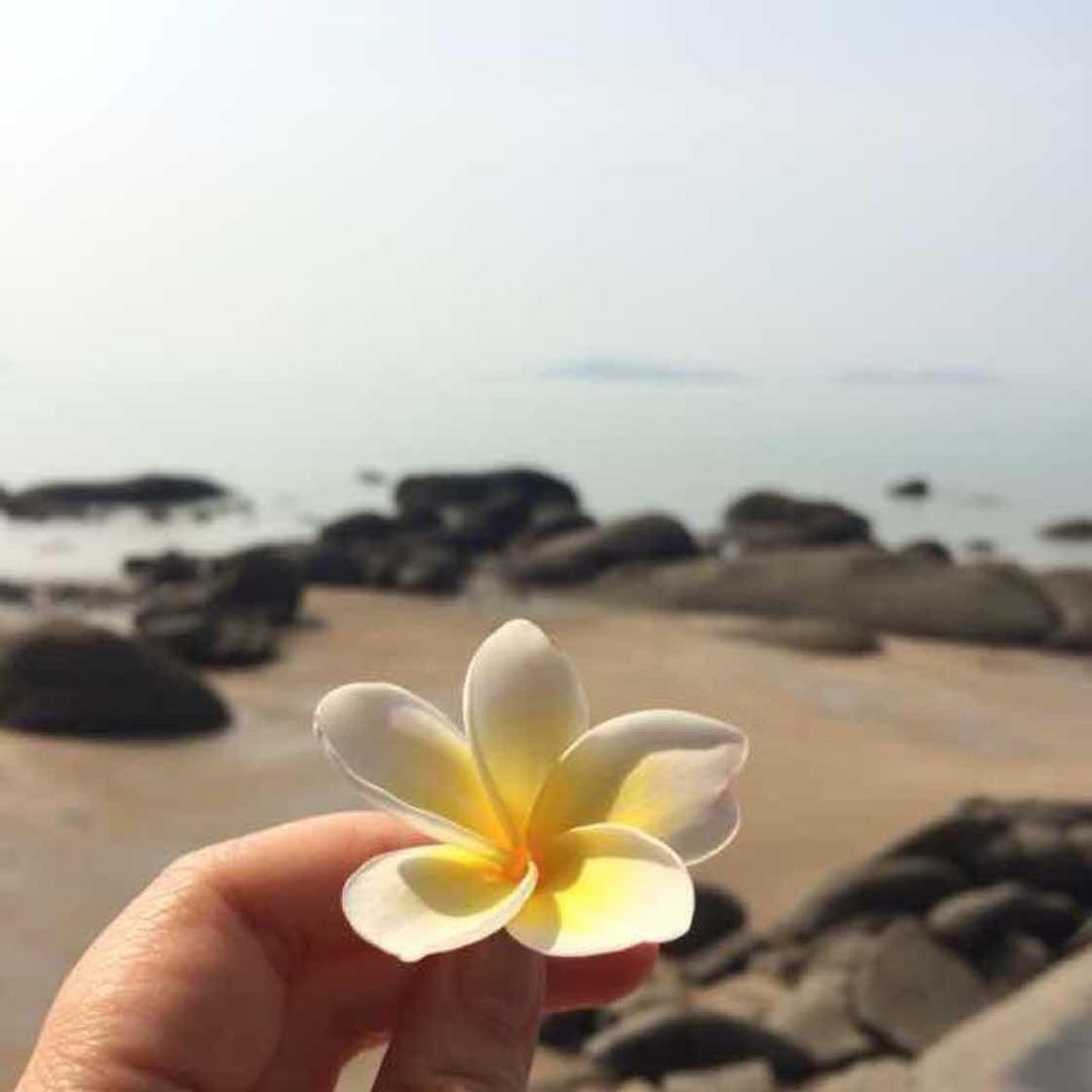 茉莉花�丽华�