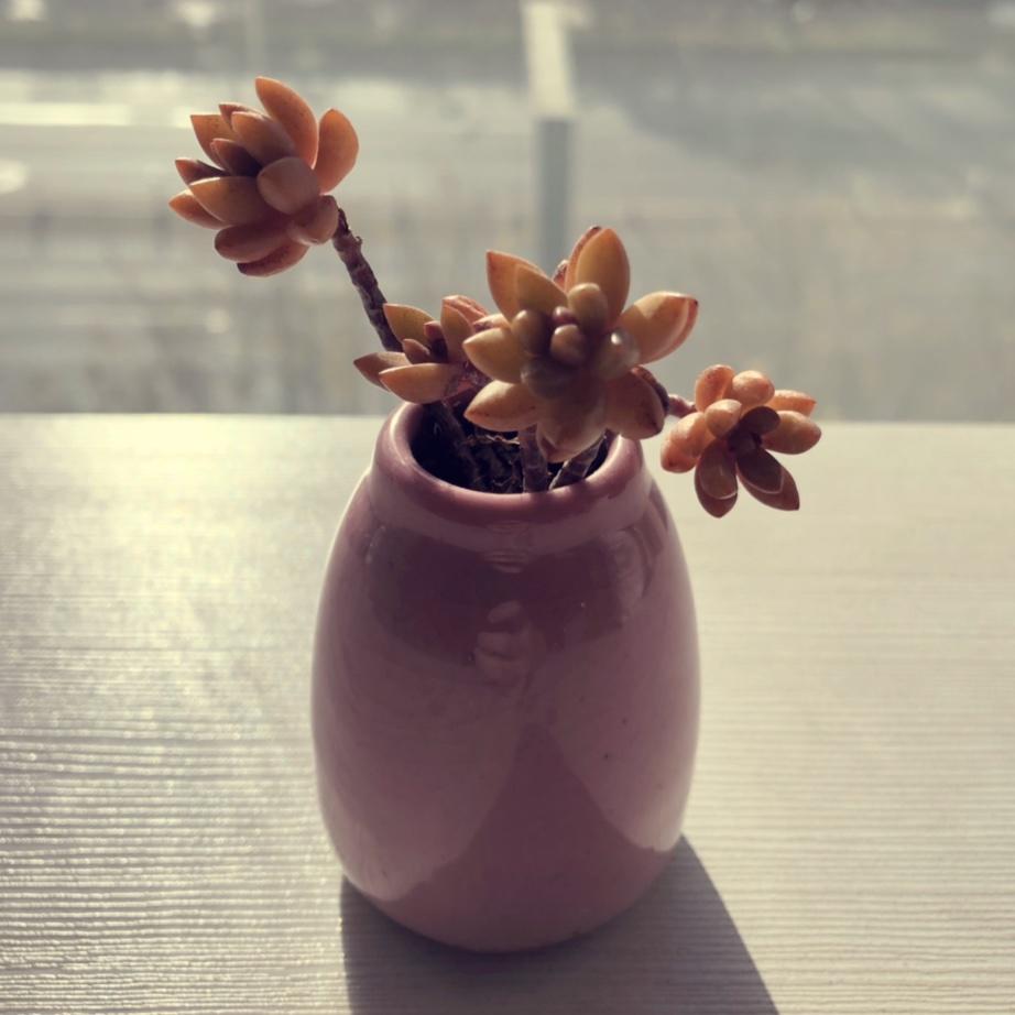 小豆儿和包包