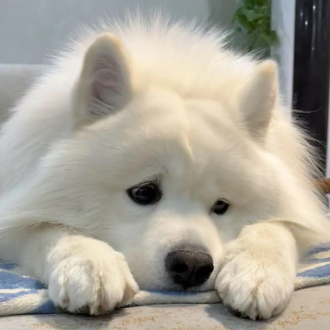 玛卡巴卡美食搬运工