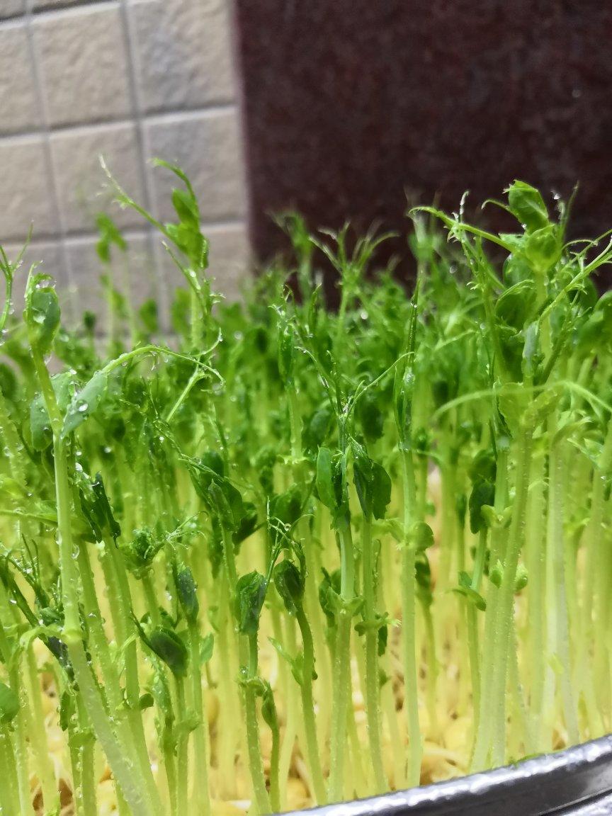 一次成功简单水培豌豆苗