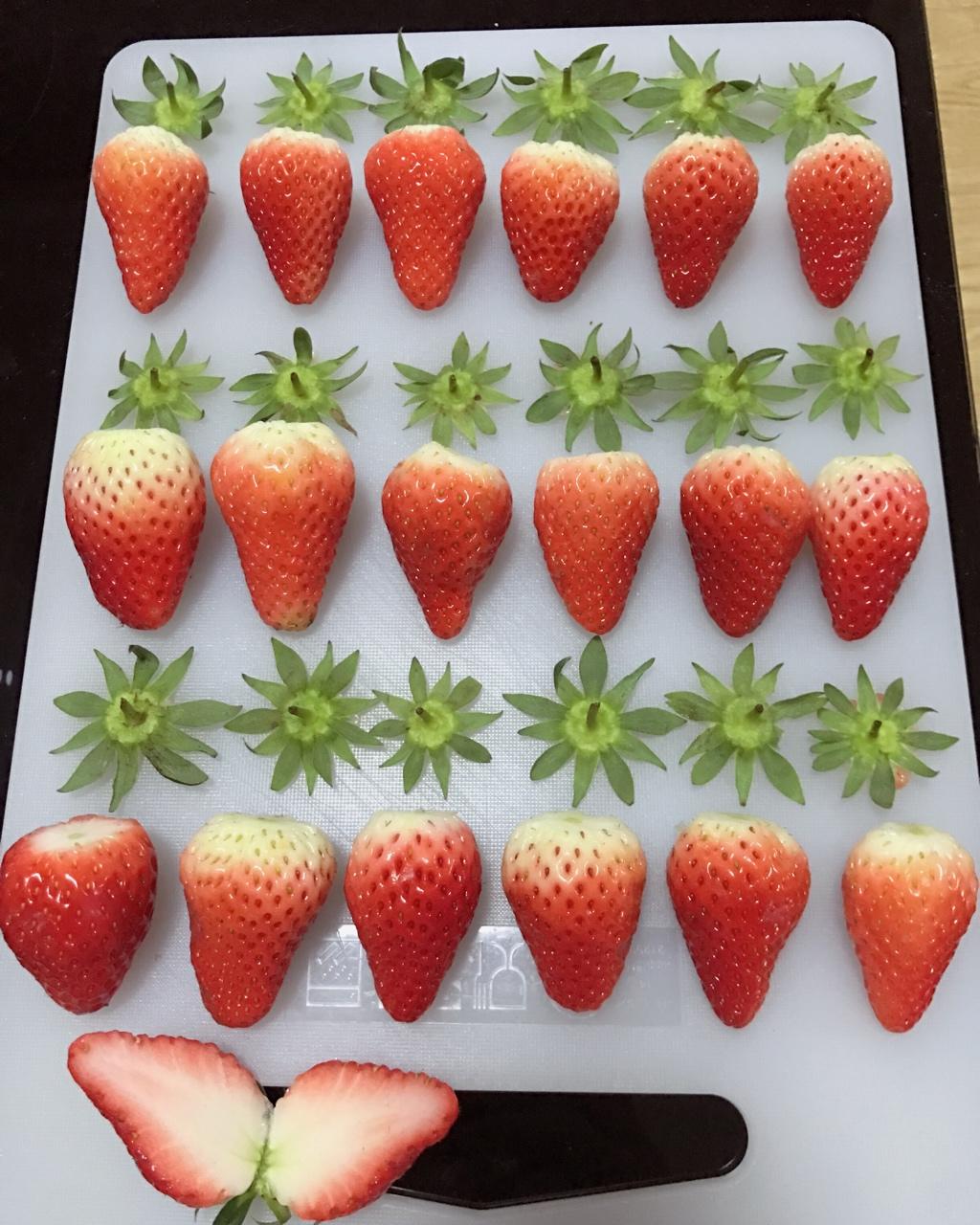 《Tinrry下午茶》番外篇-满满果肉的草莓果酱