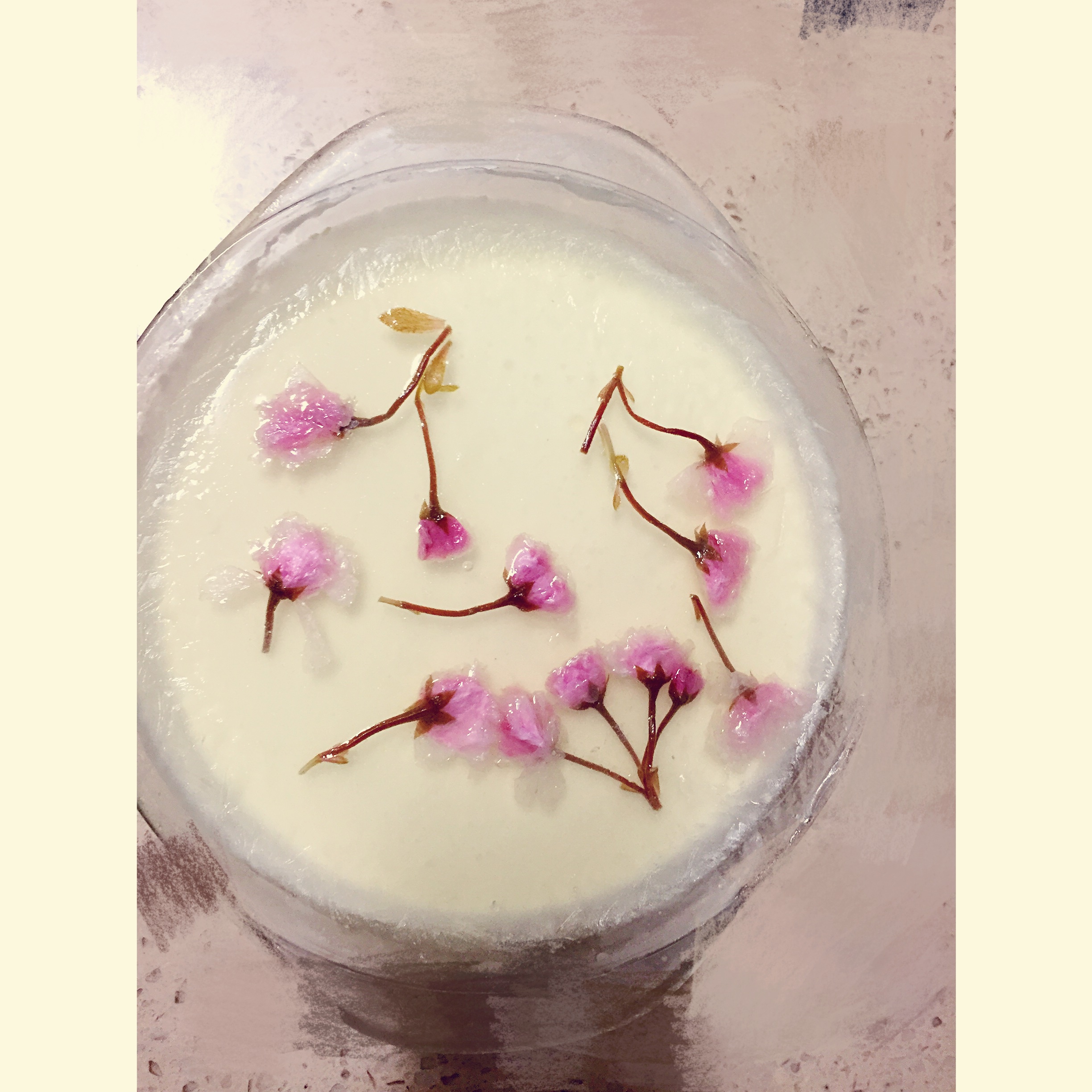樱花冻芝士