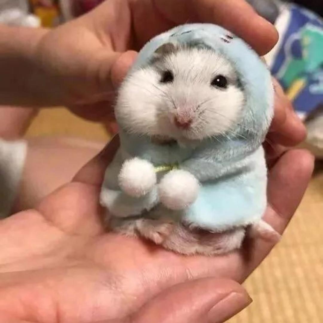 鸡蛋韭菜虾皮儿