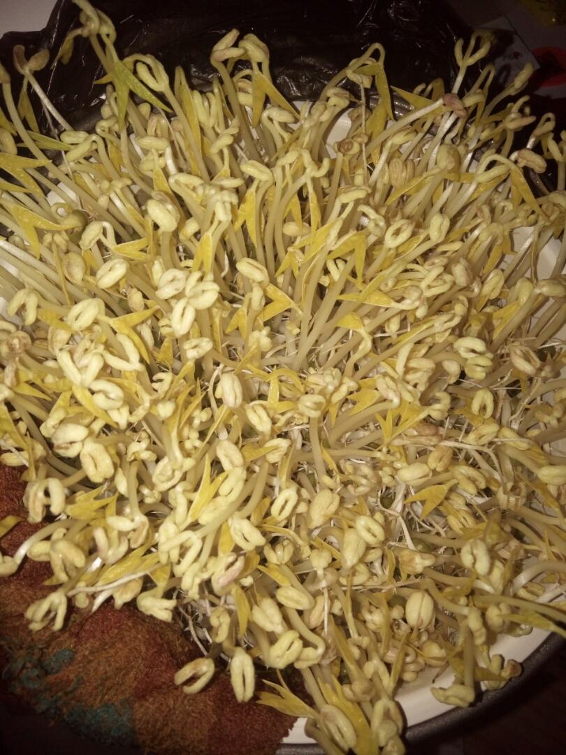 自发豆芽👉👉不用豆芽机版且附操作视频