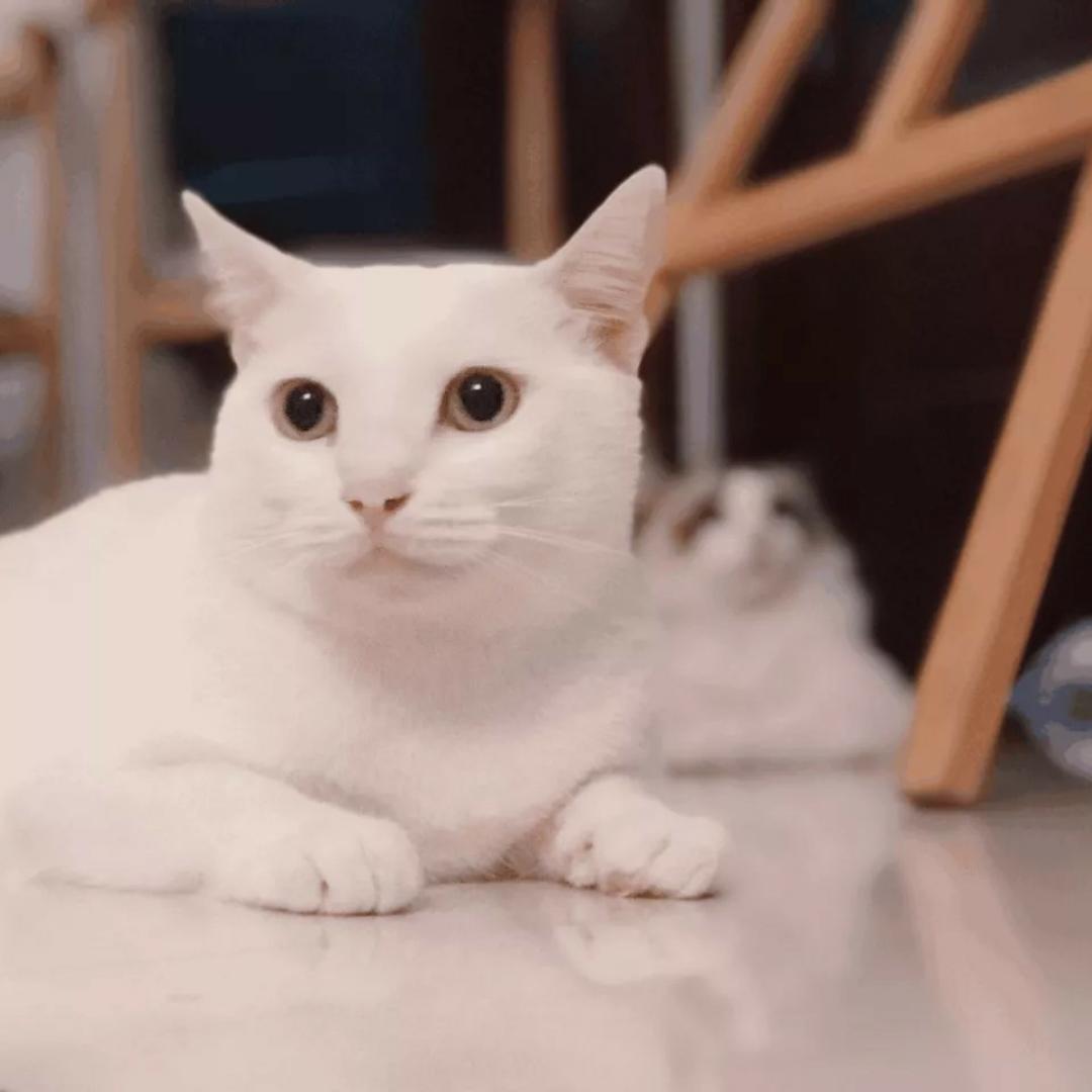 做蛋糕的小淘淘