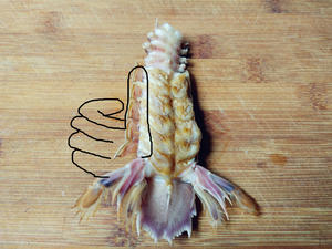 手剥虾爬子（皮皮虾），不用工具，不扎手，不浪费，又快又方便的做法 步骤5