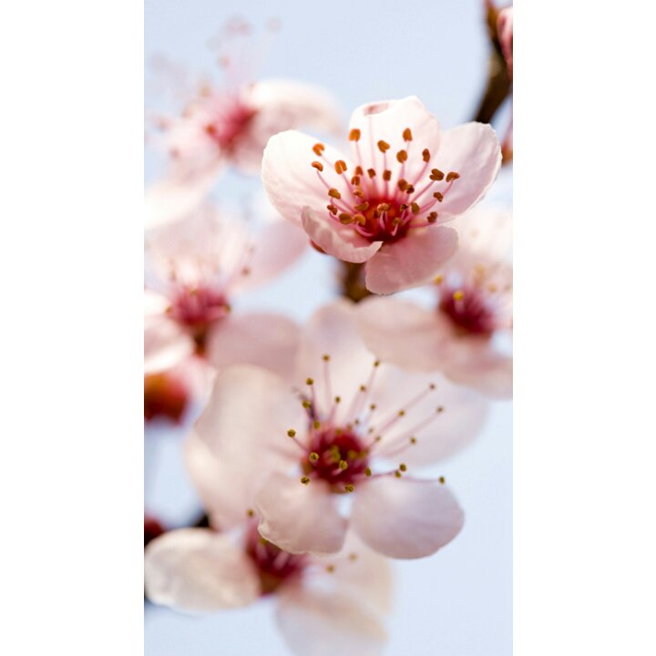 心想事成6397_ysdp