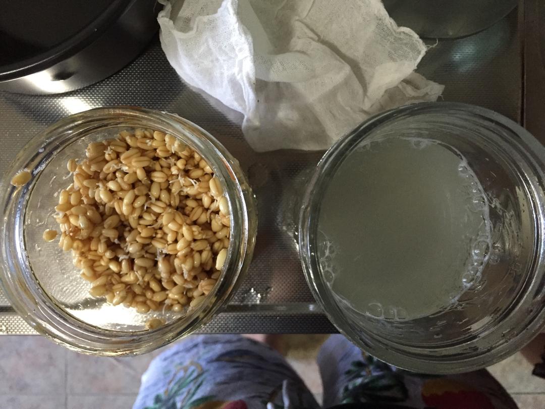 Rejuvelac发芽谷物益生菌水丨发酵·饮品
