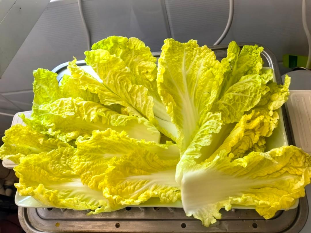 懒人下饭神器，蒜蓉蒸粉丝金针菇娃娃菜