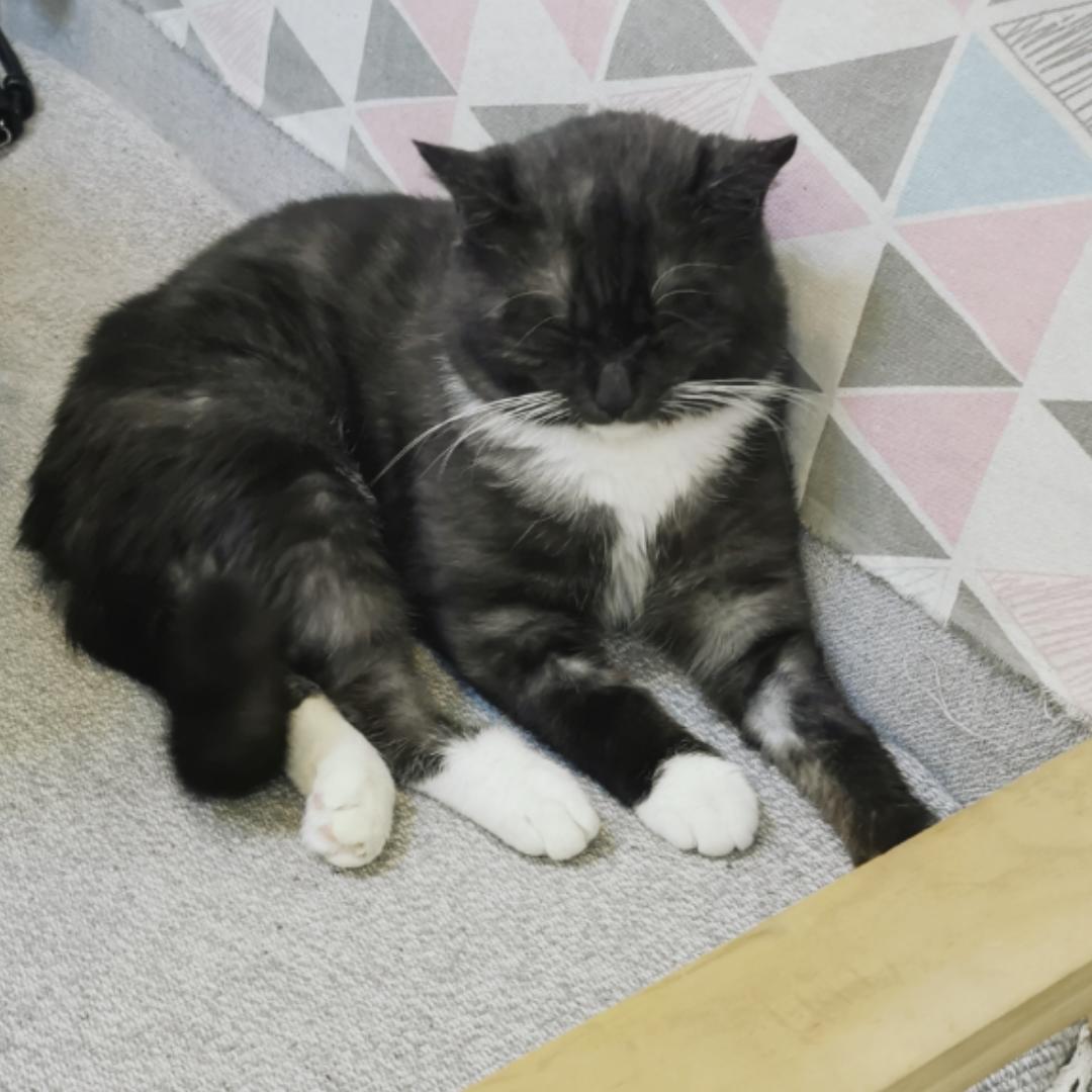 喜欢王昊悦的胖硕