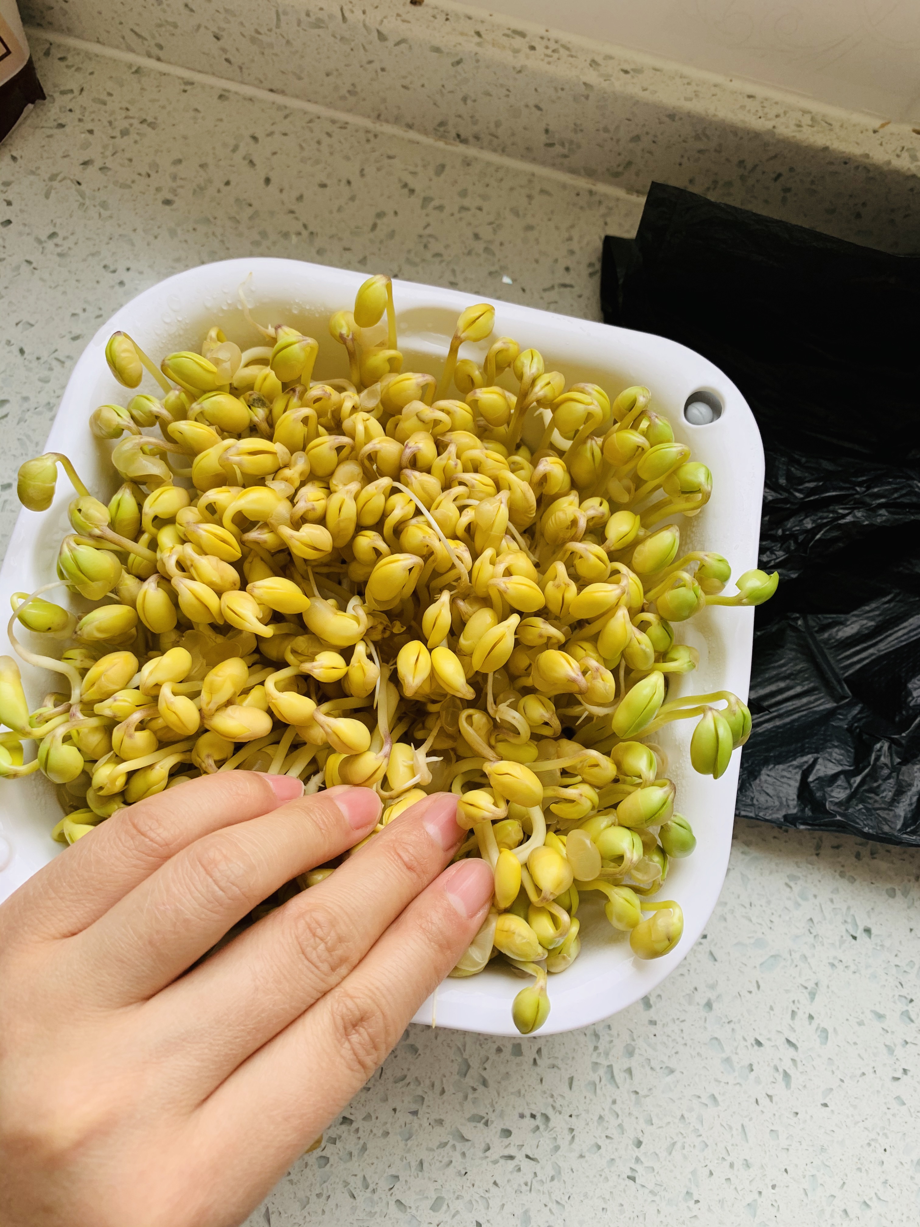 自发黄豆芽（超级简单）的做法 步骤6