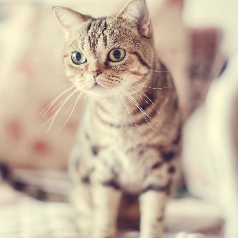 猫宝麻麻