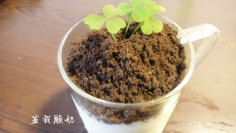 盆栽酸奶