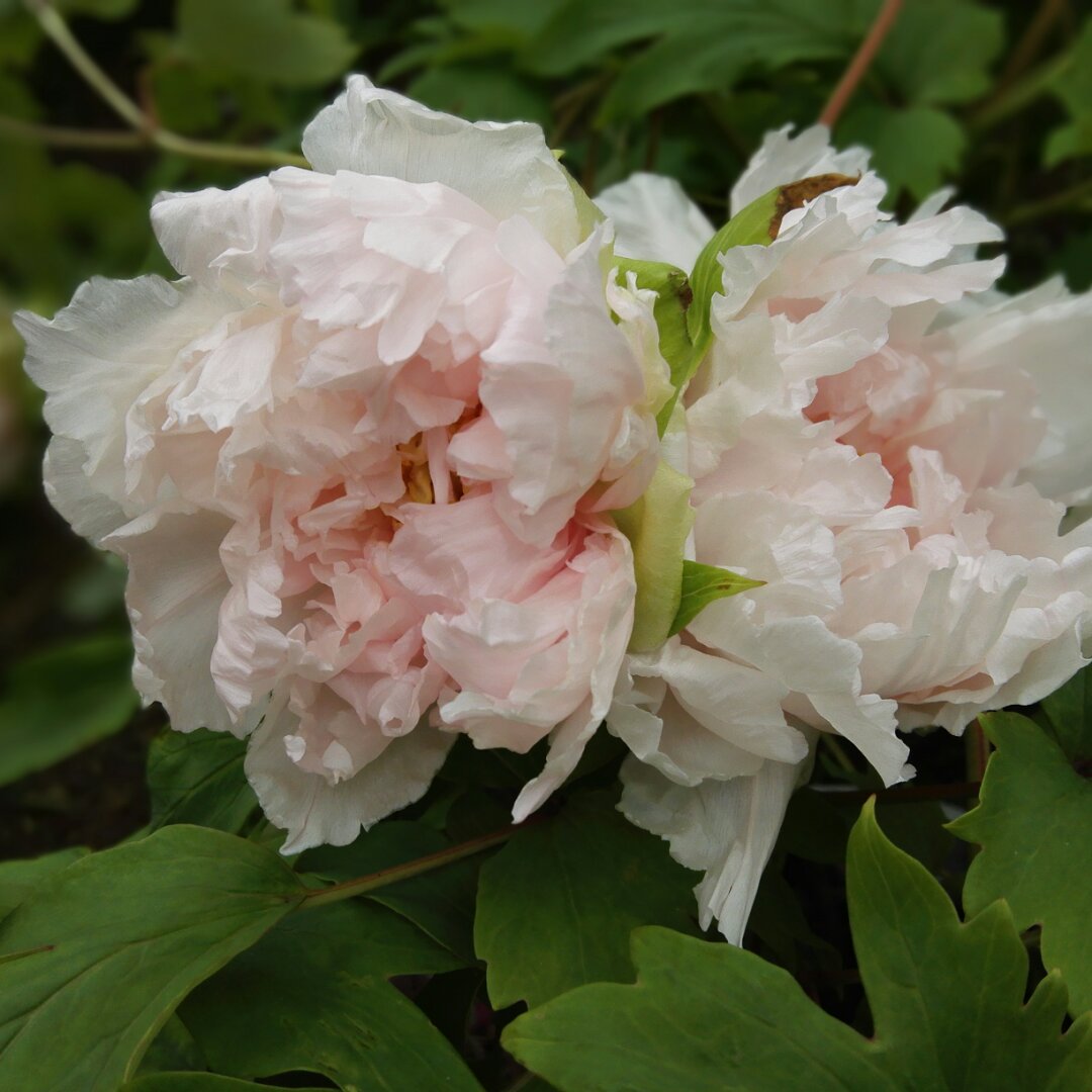 糖糖迎春花