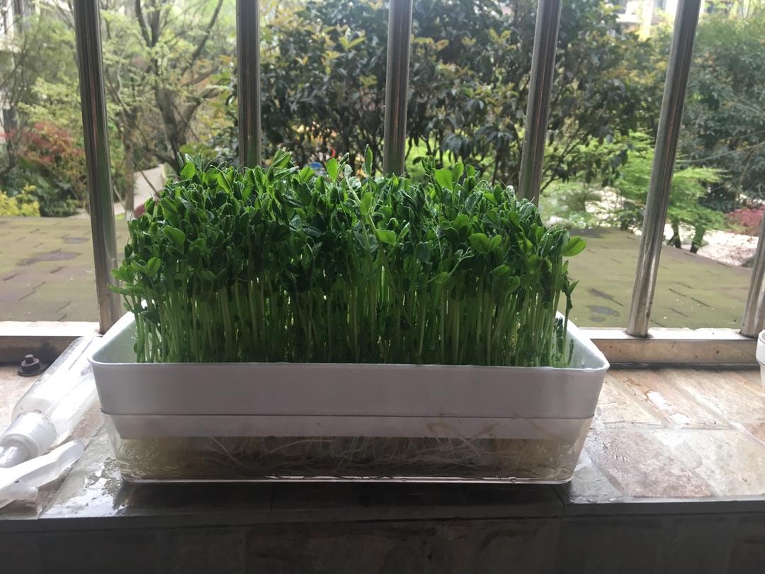 家庭水培豌豆苗