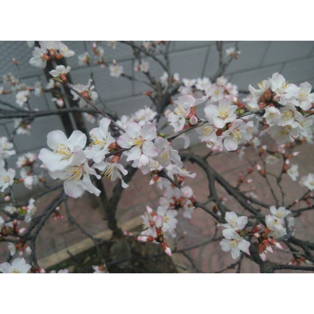花，一辈子爱上你