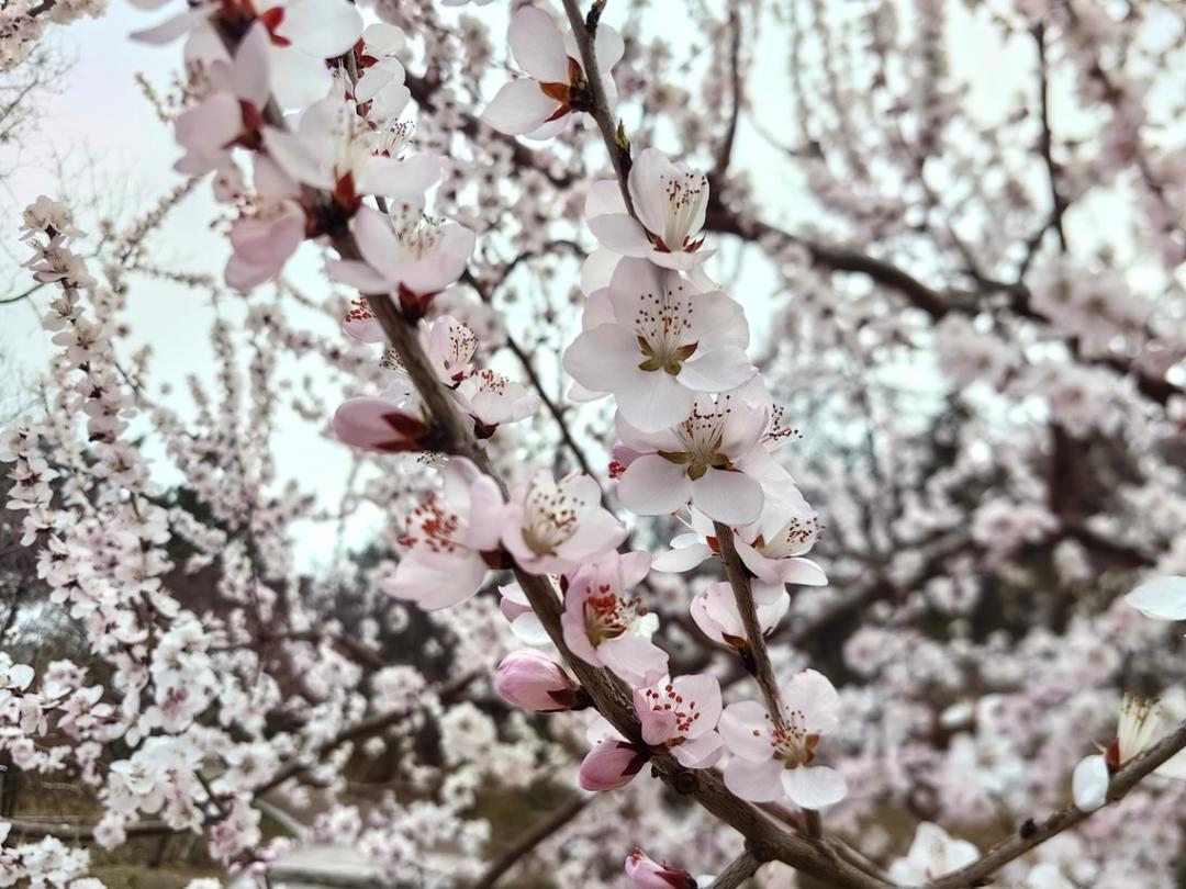 早餐•2026年3月17日