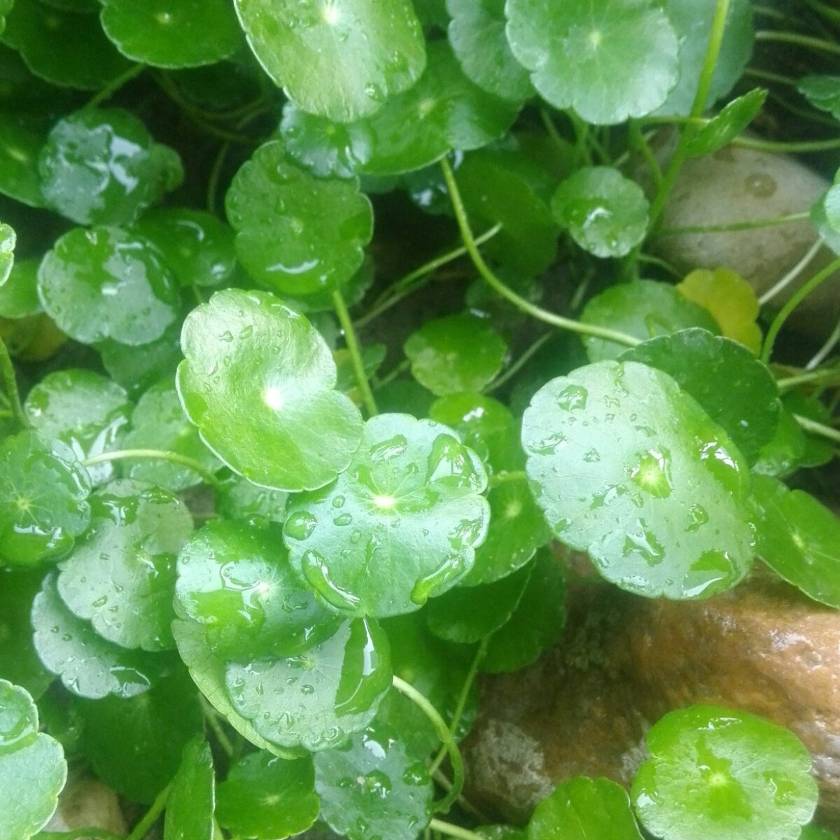 紫色雨燕的厨房