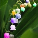水蜜桃的姐姐