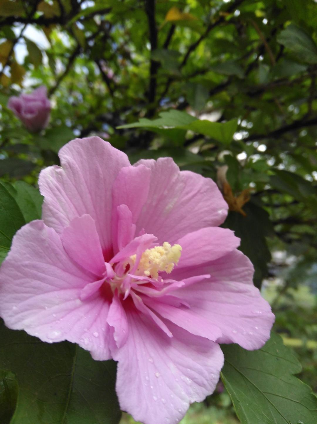 花的世界~与我的手作时光