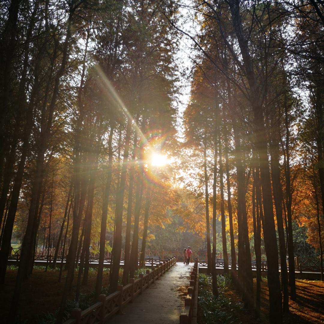 小豆豆的胖妈妈