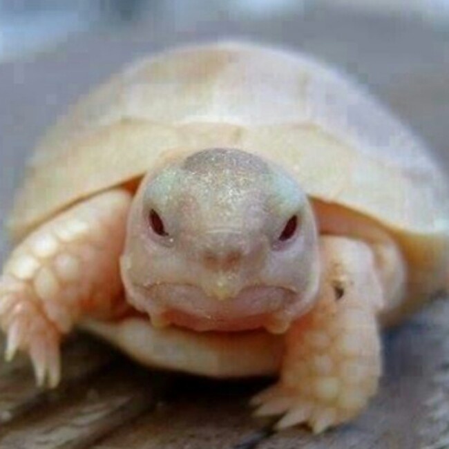 人见人爱林师傅