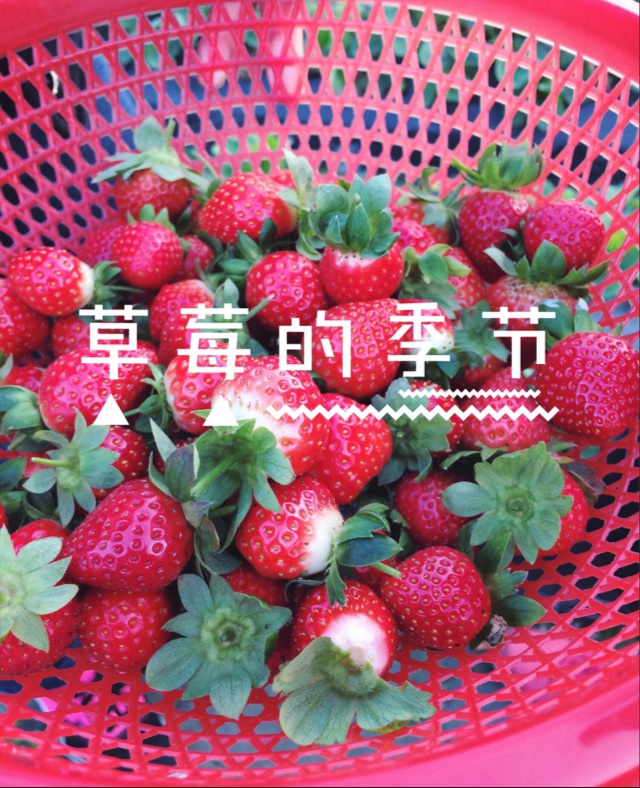 今冬第一颗草莓