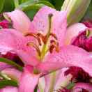 四季花园花店15052078080