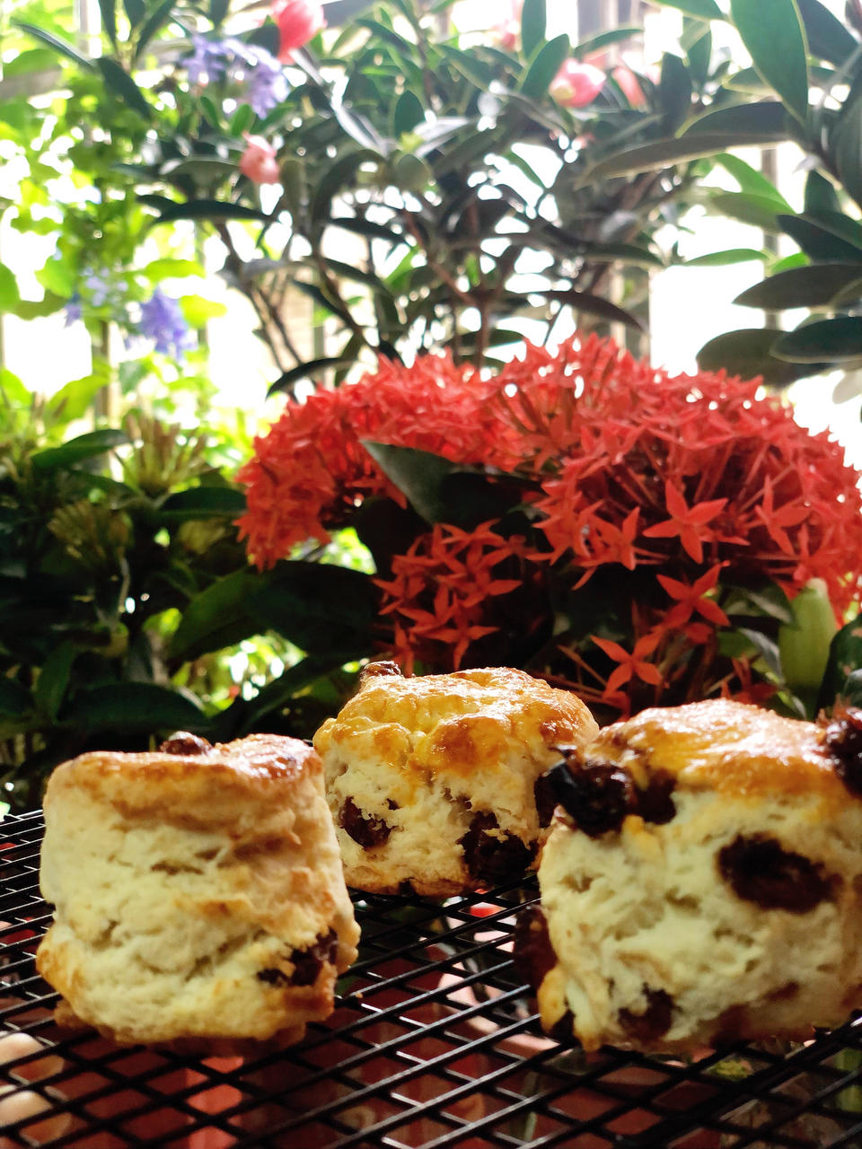 双重椰香司康（椰子油+椰浆）极速快手