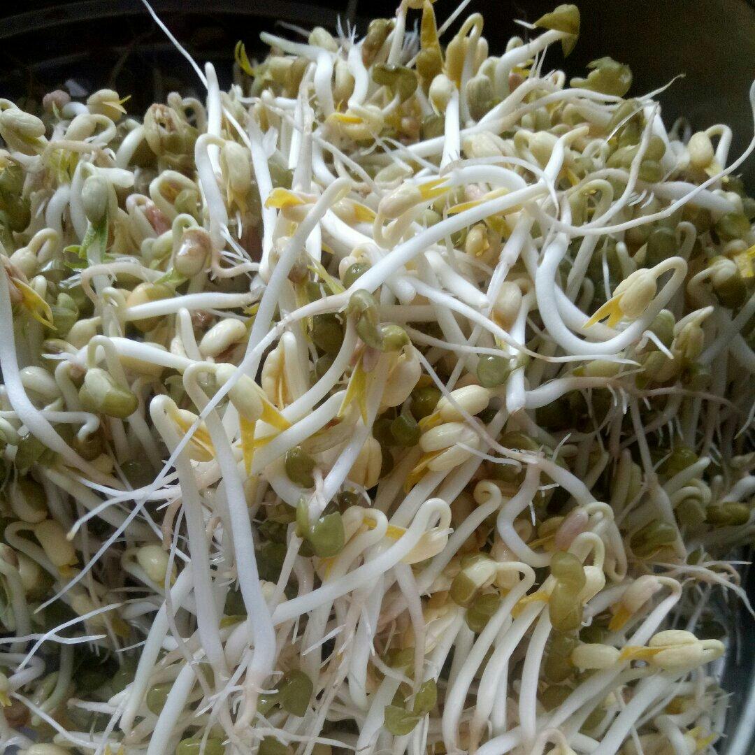 自发绿豆芽/自生豆芽/自制豆芽