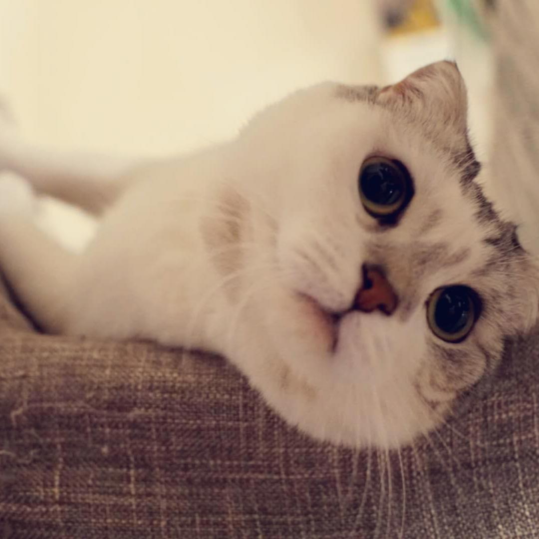 小不屁颠子