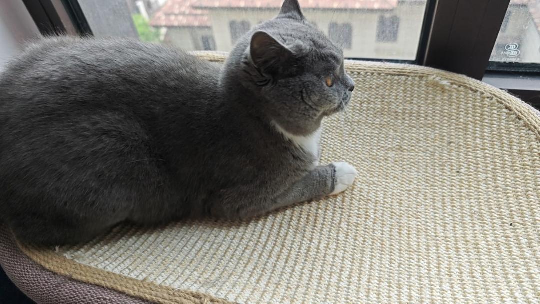 猫扑风铃丶