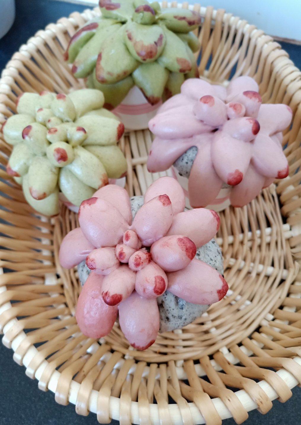多肉植物馒头