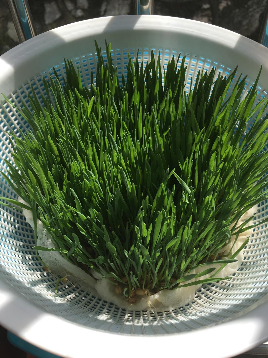 水培法种植小麦苗的做法