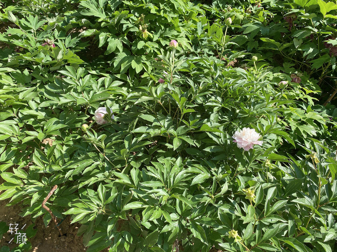 下厨房用户_vw84