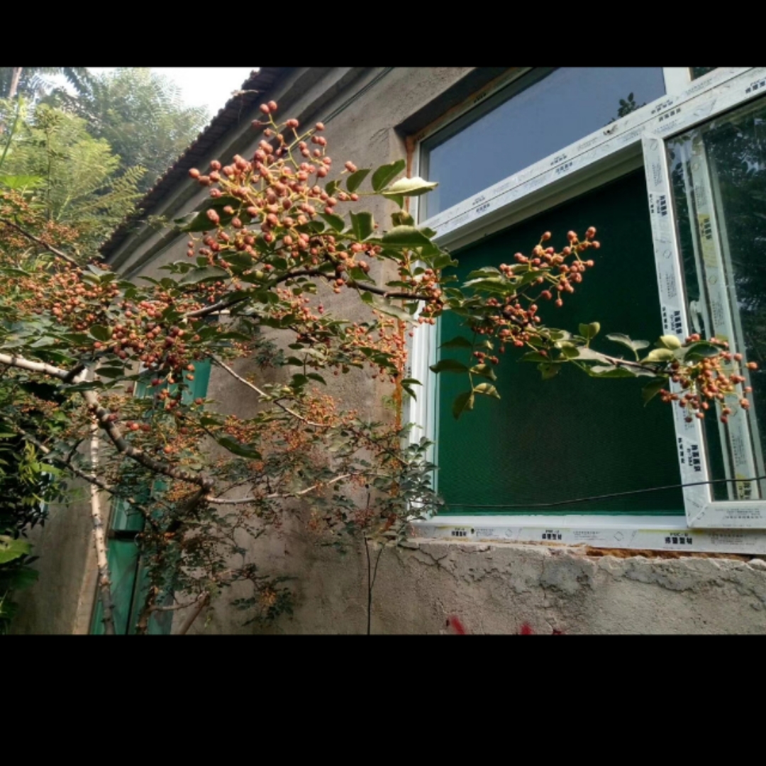 窗前的花椒树的厨房