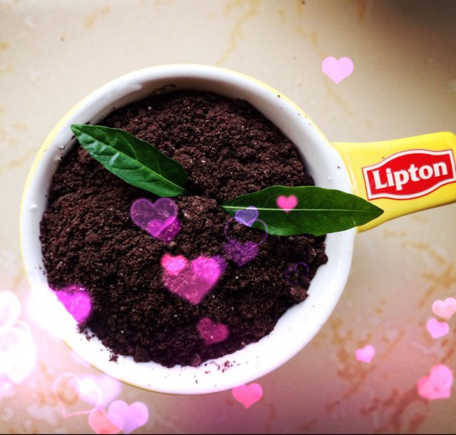 盆栽酸奶小清新