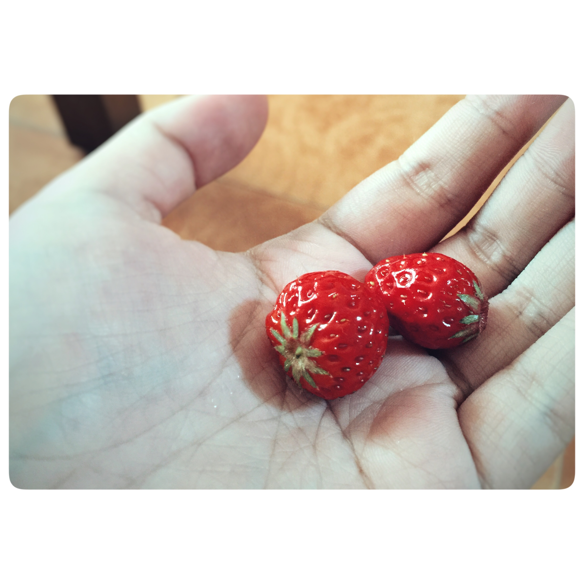 今冬第一颗草莓