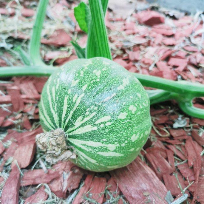 澳洲杂记