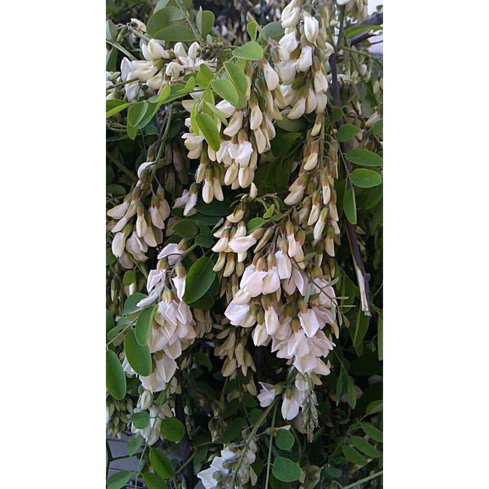 如何保存新鲜槐花