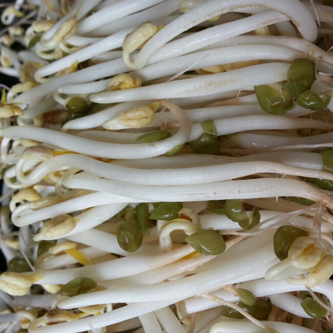 自发绿豆芽