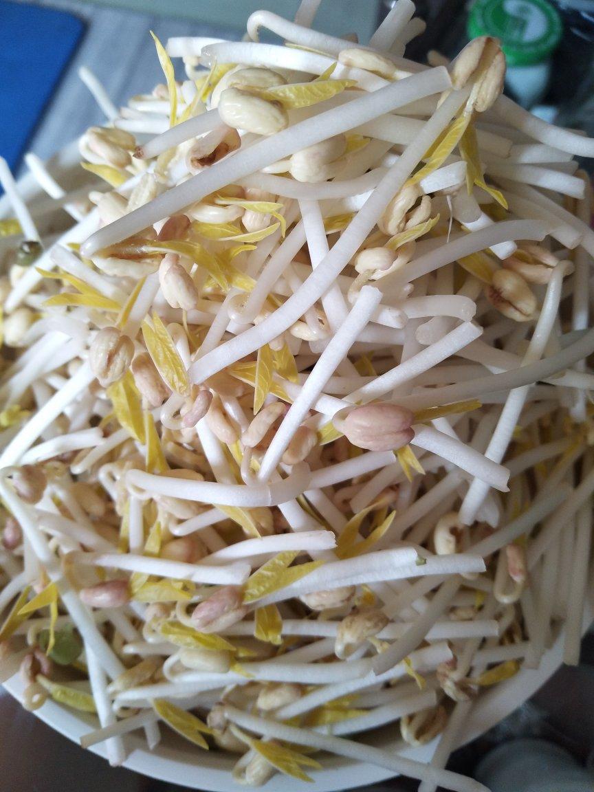 自发绿豆芽/自生豆芽/自制豆芽