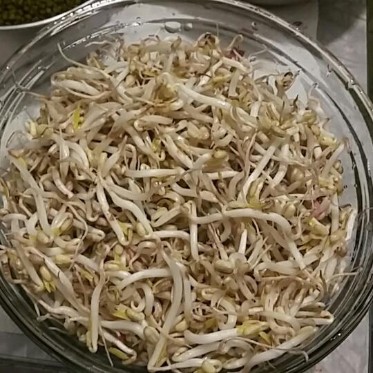 简单家庭版自发豆芽