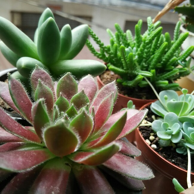 厨房、餐桌、阳台上的鲜花