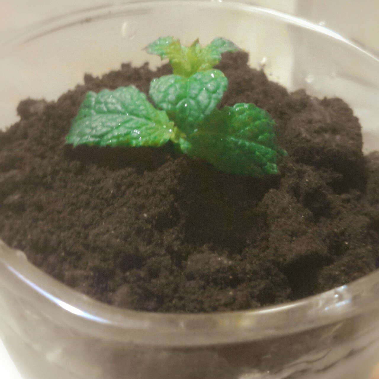 奥利奥酸奶盆栽
