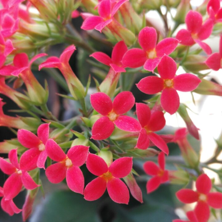 手机用户1508_djno