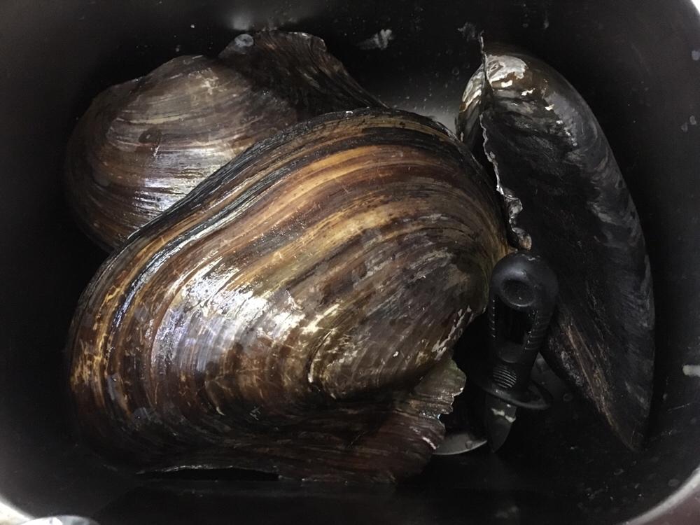 腌笃鲜 （开壳取肉）
