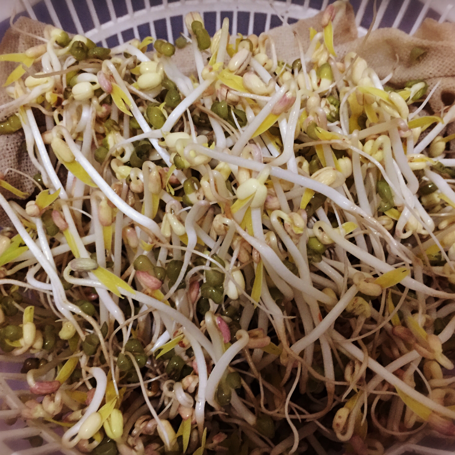 自制绿豆芽